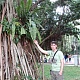 Флора малазийская